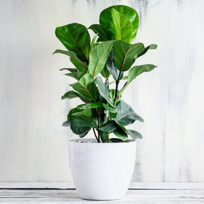 Ficus Lyrata - Willemse