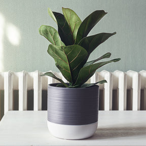 Ficus Lyrata