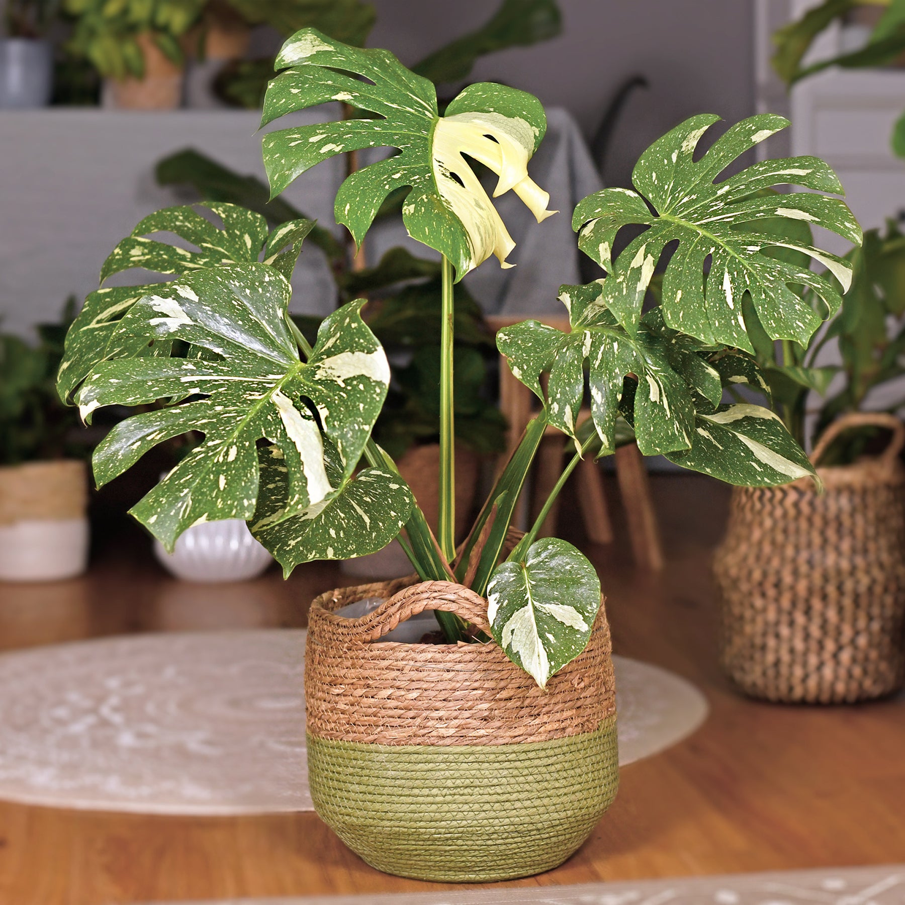 Monstera Thai Constellation - Willemse