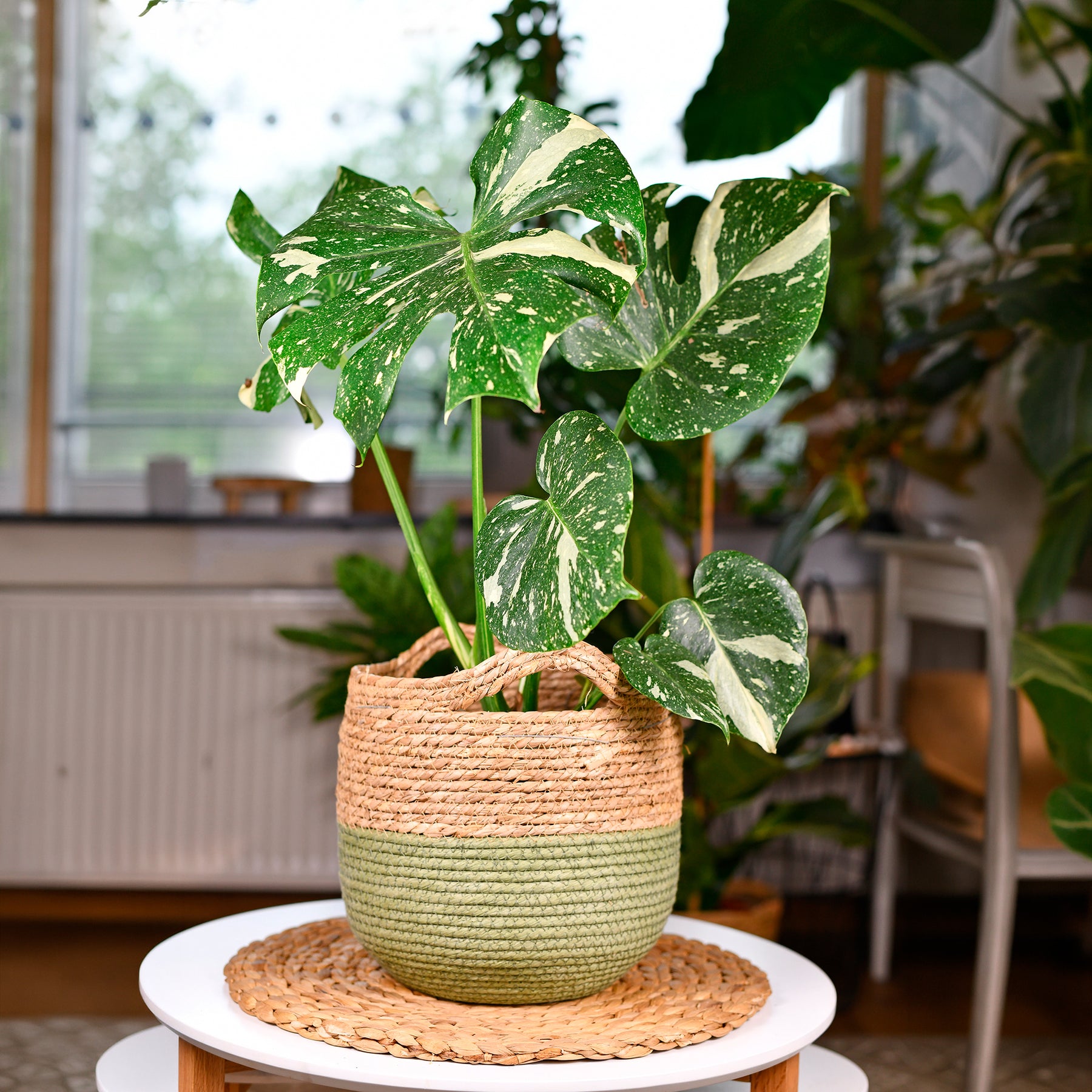 Philodendron - Monstera Thai Constellation - Monstera Thai Constellation