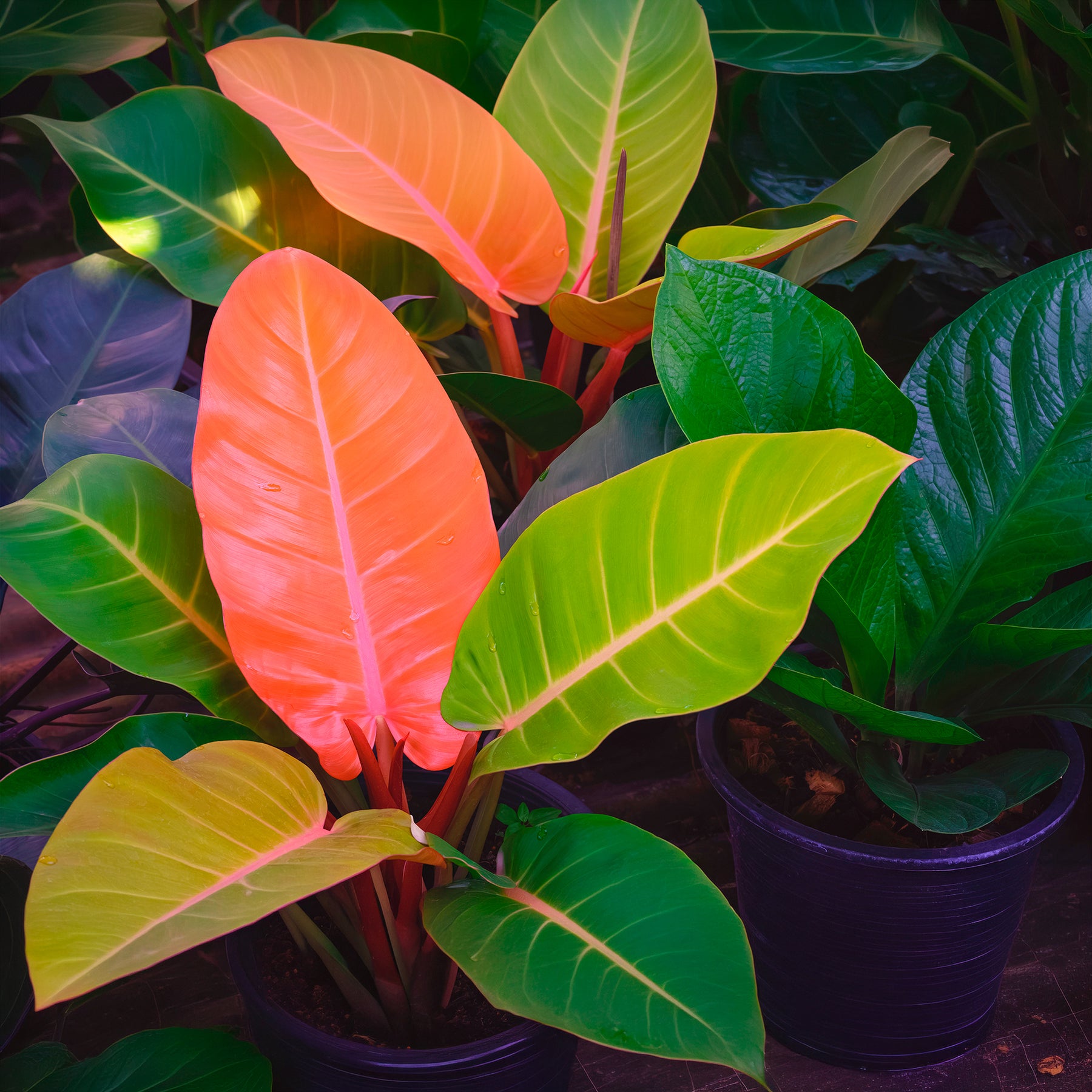Philodendron Prince of Orange - Philodendron Prince of Orange - Philodendron