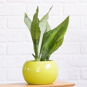 Sansevieria Moonshine - Willemse