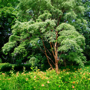 Erable du Japon - Érable à écorce de papier - Acer griseum