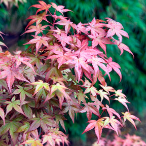 Érable du Japon Deshojo - Acer palmatum Deshojo - Willemse