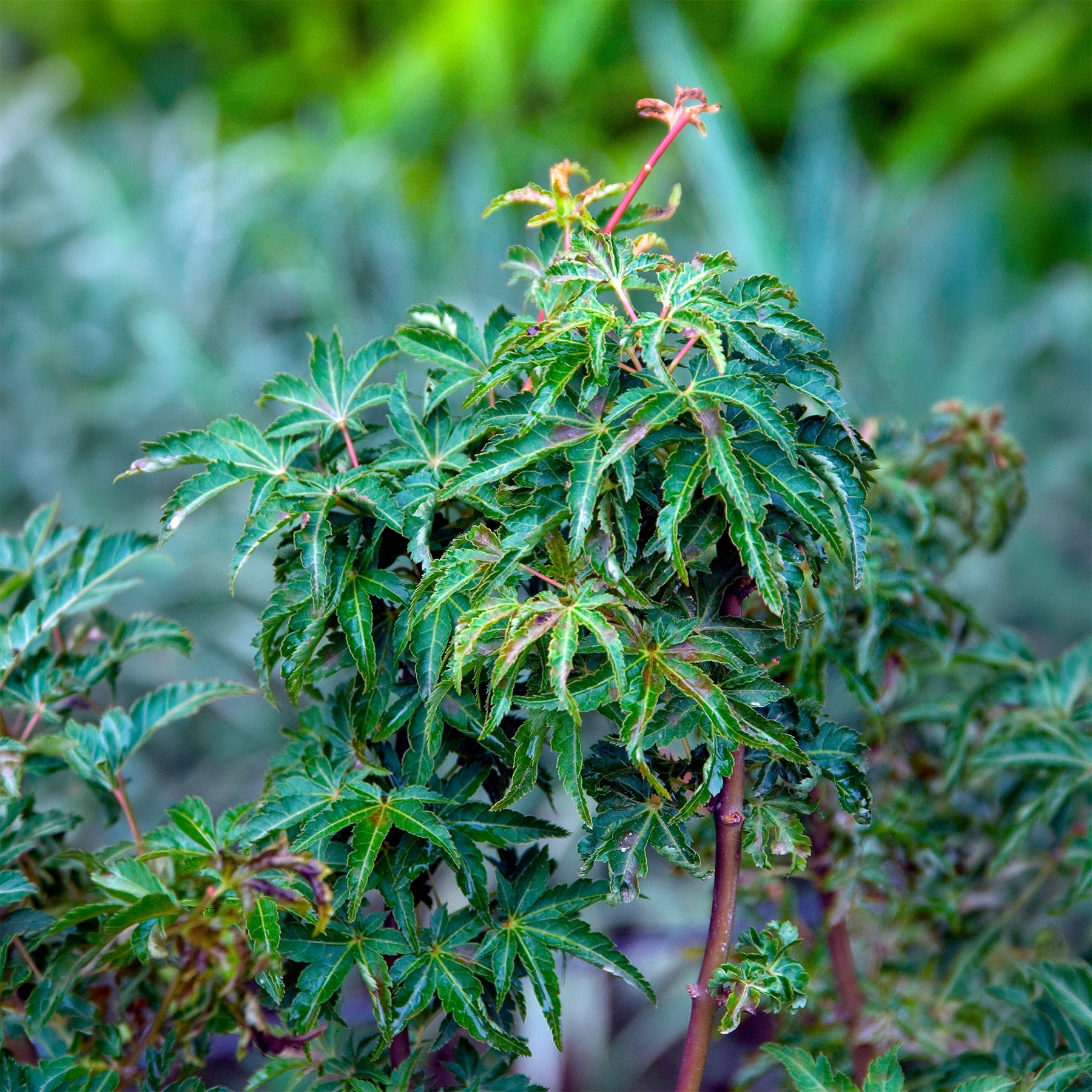 Acer palmatum Shishigashira - Érable du Japon Shishigashira - Erable du Japon