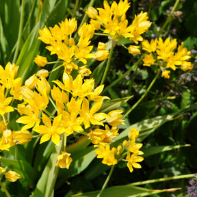 Allium doré - Willemse