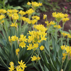 Allium - Allium doré - 