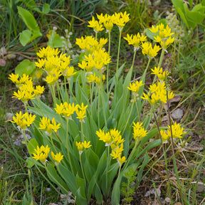  - Allium doré - Allium