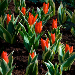  - Tulipe Unicum - 