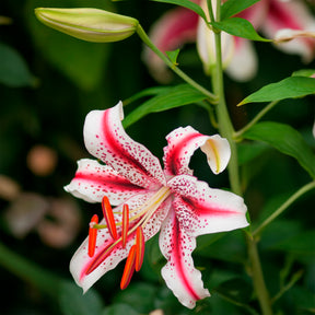  - Trio de lis orientaux parfumés - Lis - Lys