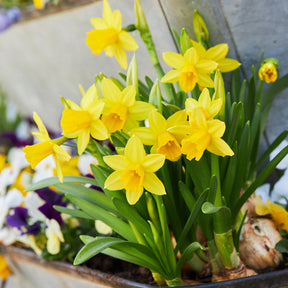  - 50 bulbes  mellifères jaunes et mauves - Bulbes à floraison printanière