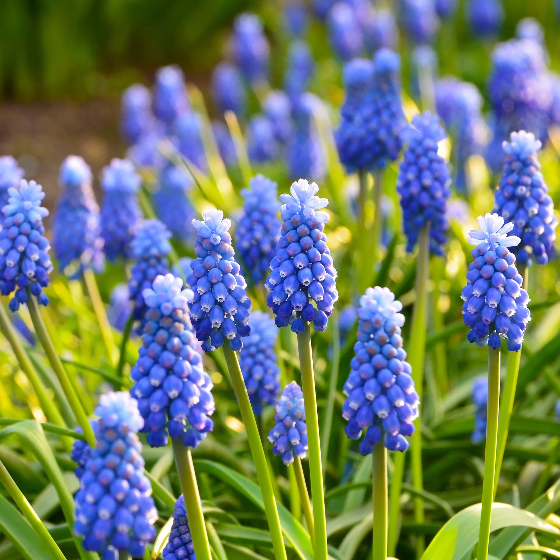 Bulbes à floraison printanière - 50 bulbes mellifères mauves et blancs  - 