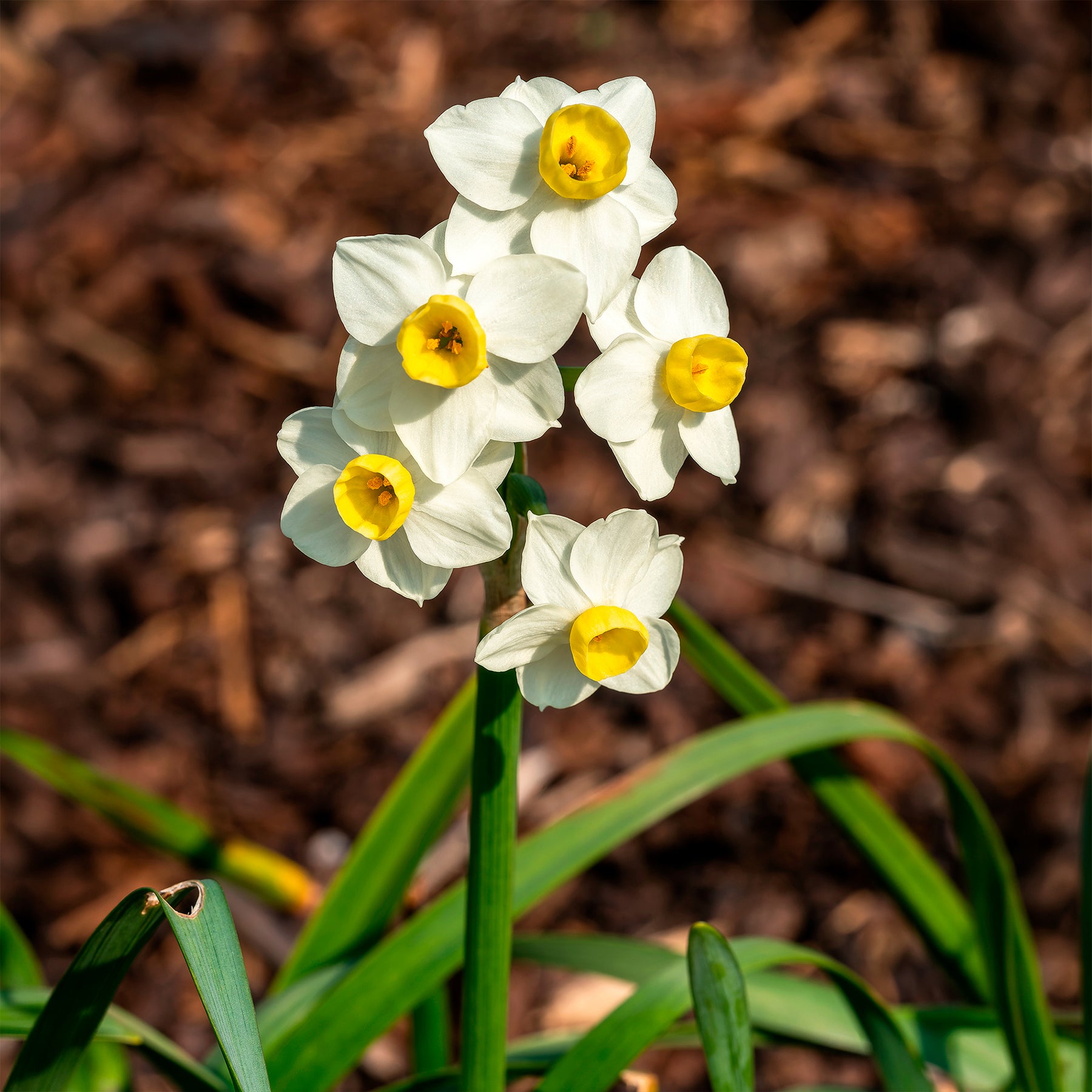 Narcisse  Avalanche