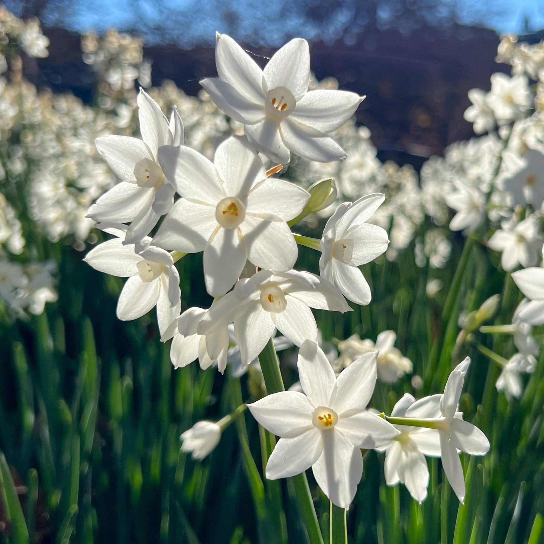 Narcisse Paperwhite - Willemse