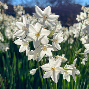 Narcisse Paperwhite - Willemse
