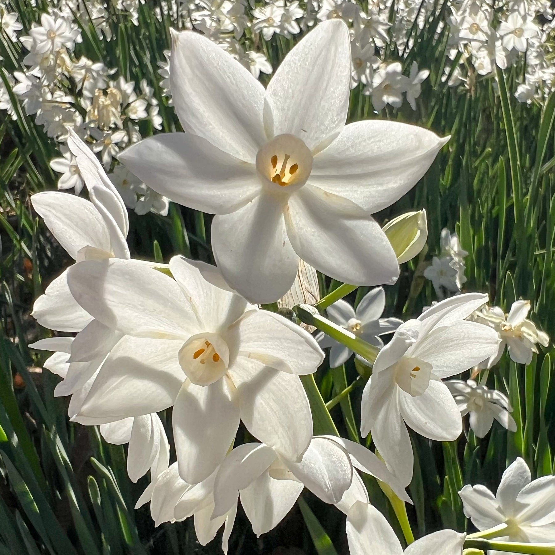 Narcisse Paperwhite -  - Willemse