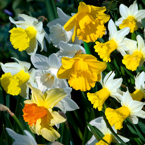  - Bulbes de printemps pour massif arc-en-ciel  - Bulbes à floraison printanière