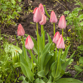 Vente Bulbes de printemps pour massif arc-en-ciel  - 