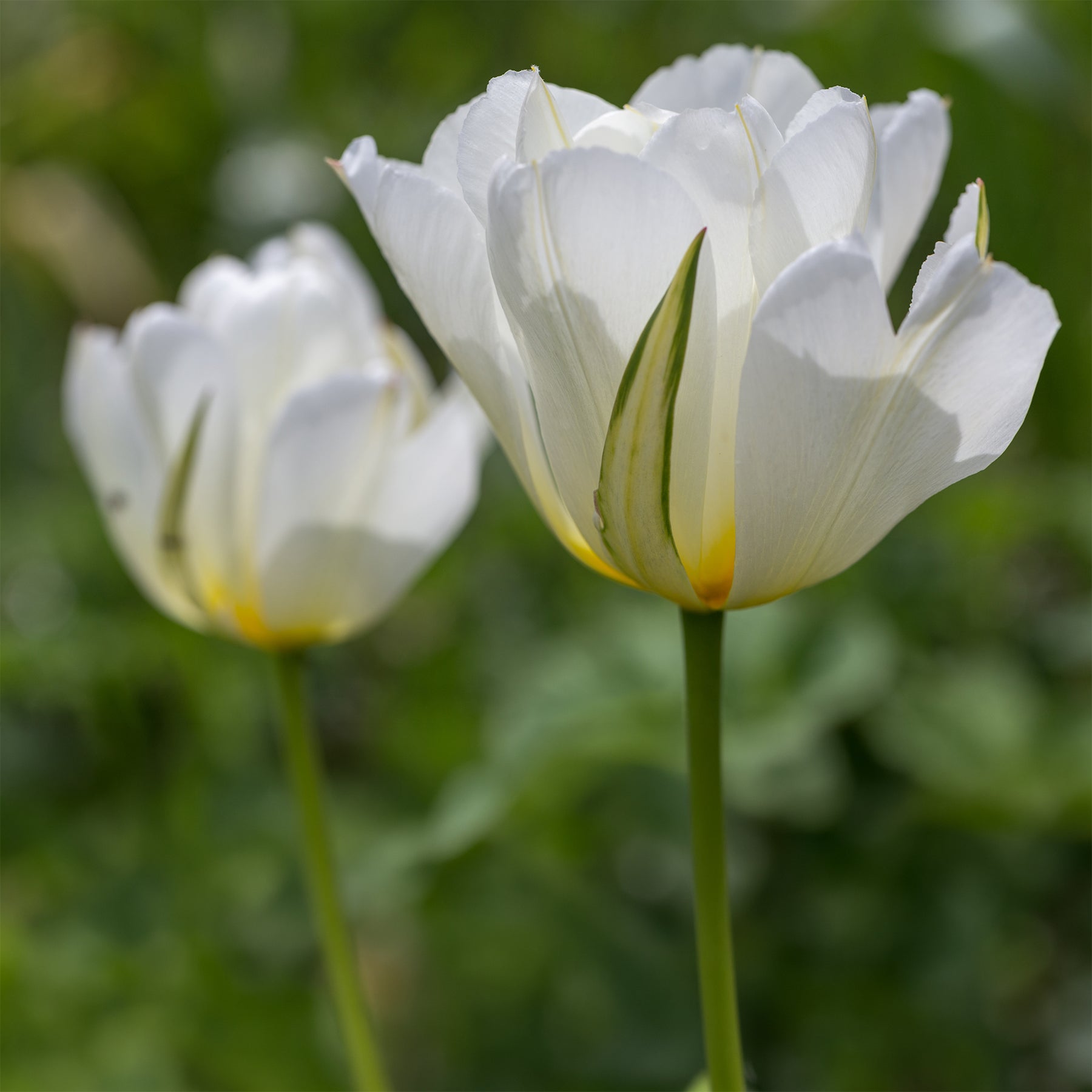 Bulbes à floraison printanière - Bulbes de printemps pour massif rouge et blanc  - 