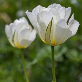 Bulbes à floraison printanière - Bulbes de printemps pour massif rouge et blanc  - 