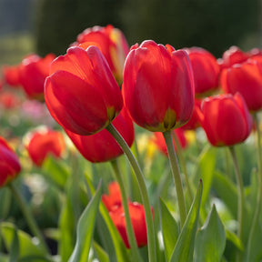 Bulbes de printemps pour massif rouge et blanc  -  - Willemse
