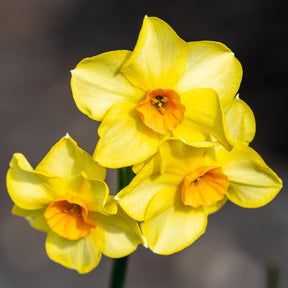 Vente Bulbes de printemps pour massif jaune et orange  - 