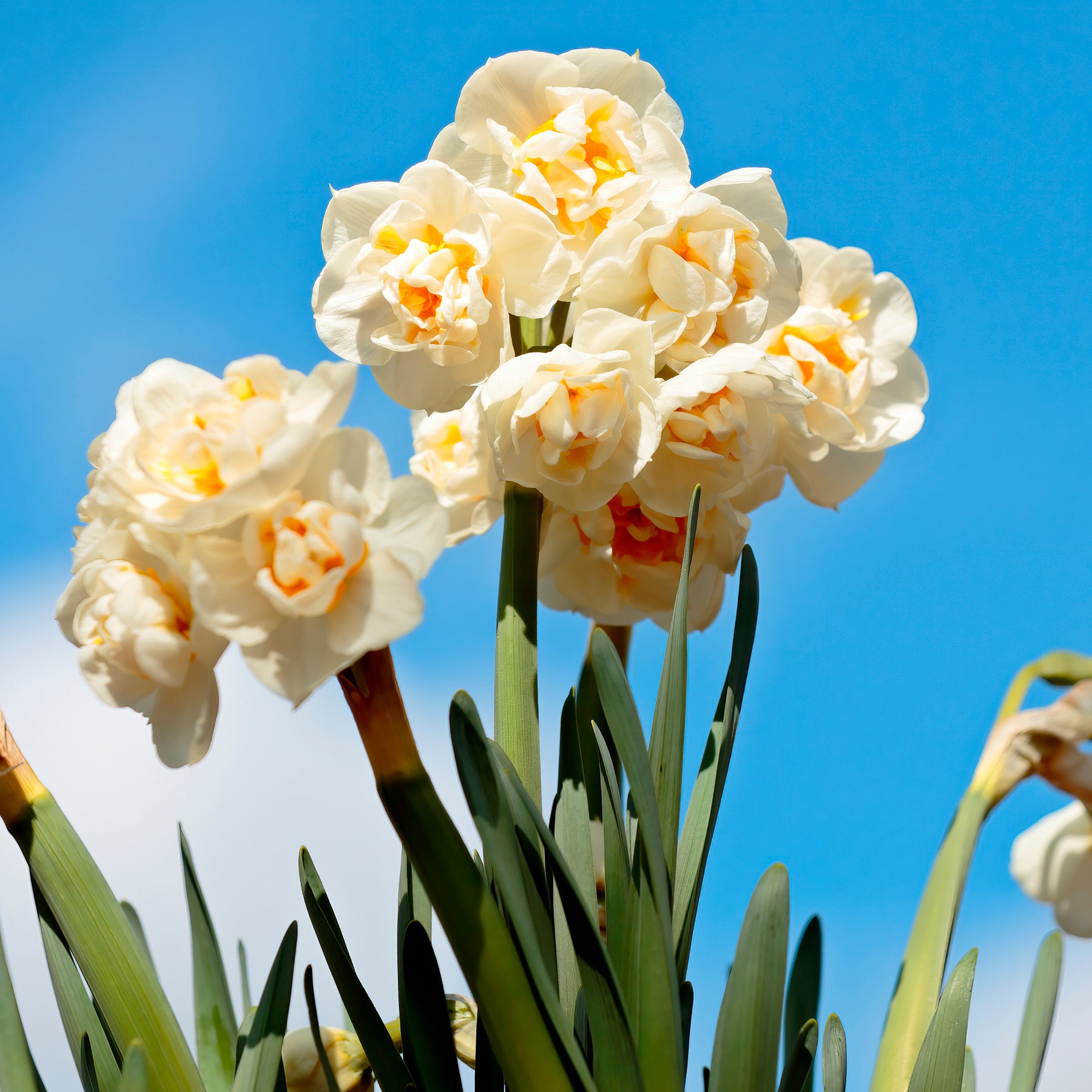 Tulipe Van Eijk & Narcisse Bridal Crown -  - Willemse