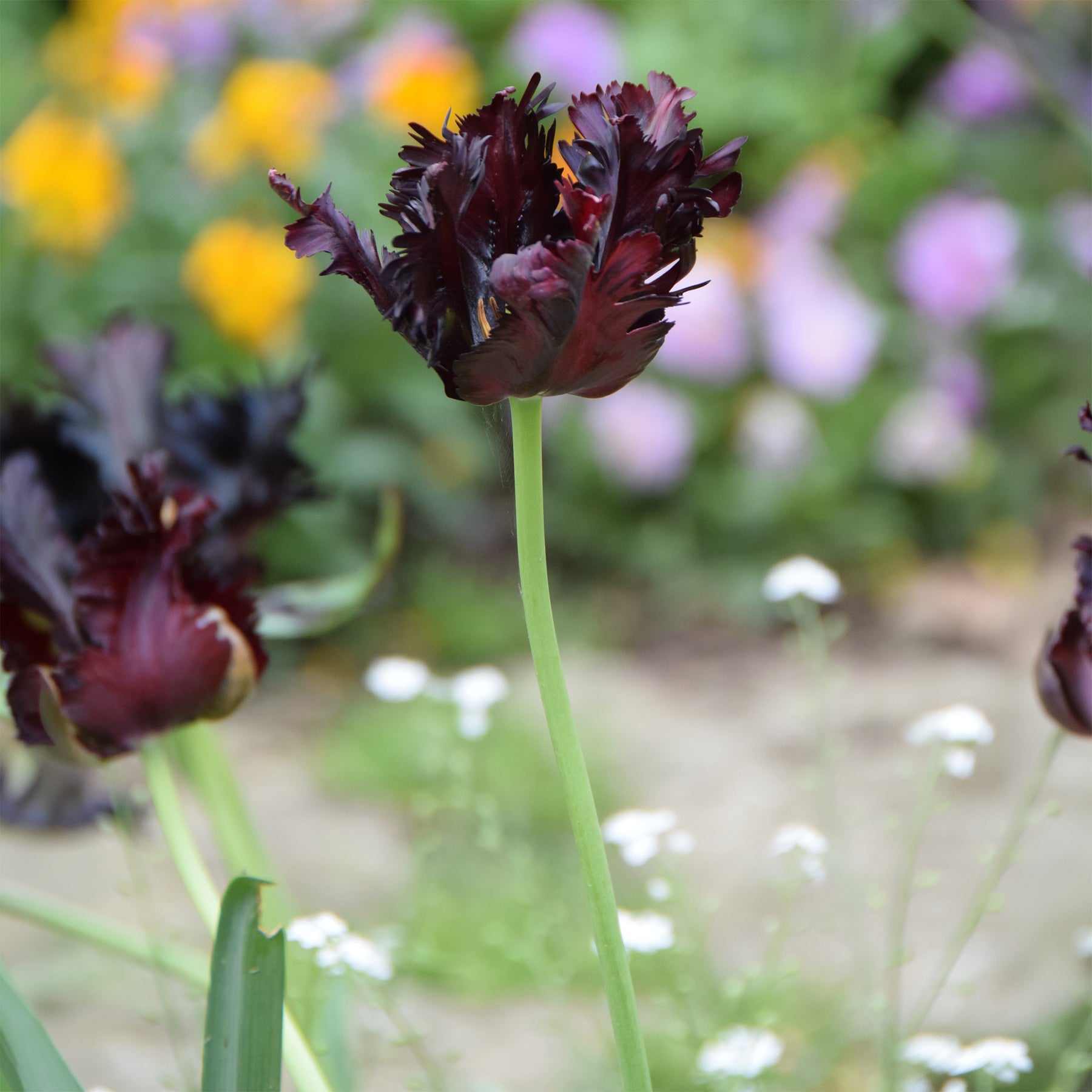 - Tulipe Black Parrot - 