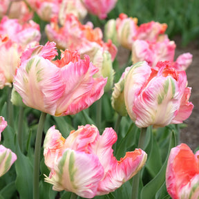 Tulipe Parrot Pink Vision - Willemse