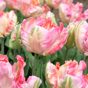  - Tulipe Parrot Pink Vision - 