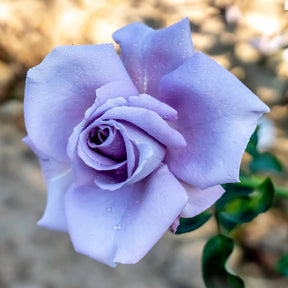 Rosier buisson Lune Bleue - Willemse