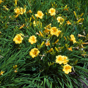 Hemerocallis Stella de Oro - Hémérocalle Stella de Oro - Hémérocalle