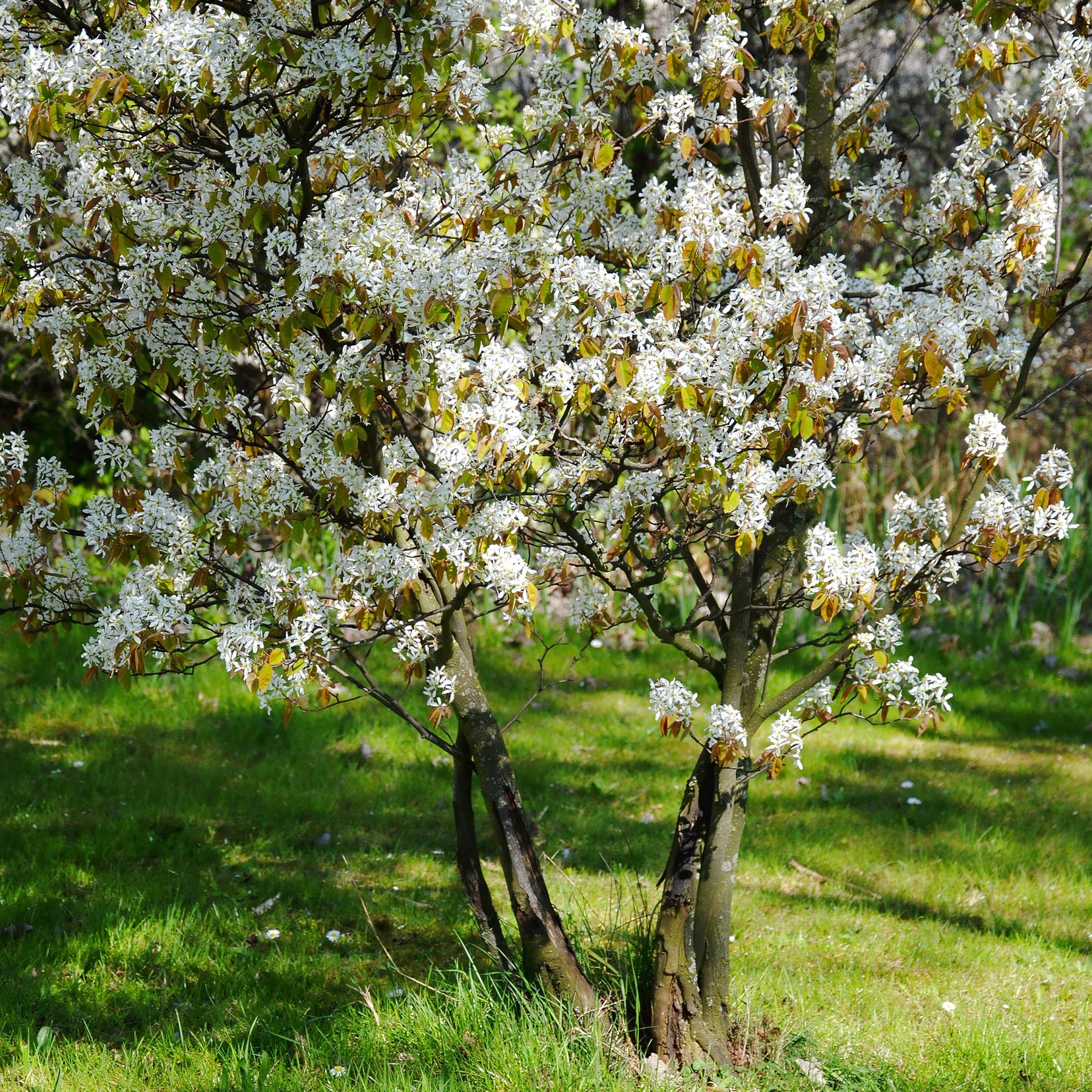 Amélanchier - Amélanchier de Lamarck - Amelanchier lamarckii