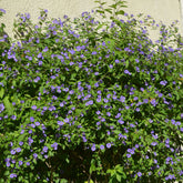 Arbre aux gentianes - Willemse