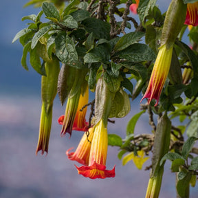 Brugmansia rouge et or - Brugmansia - Willemse