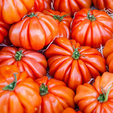 Tomate Beefsteak - Willemse