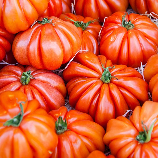 Tomate Beefsteak - Willemse