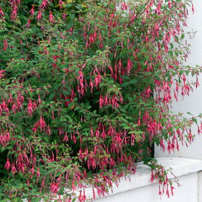 Fuchsia magellanica Riccartonii - Fuchsia de Magellan Riccartonii - Fuchsia