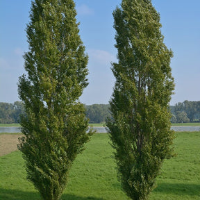10 Peupliers noirs d'Italie - Populus nigra italica - Willemse