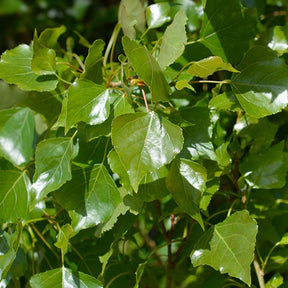 Populus nigra italica - 10 Peupliers noirs d'Italie - Peuplier