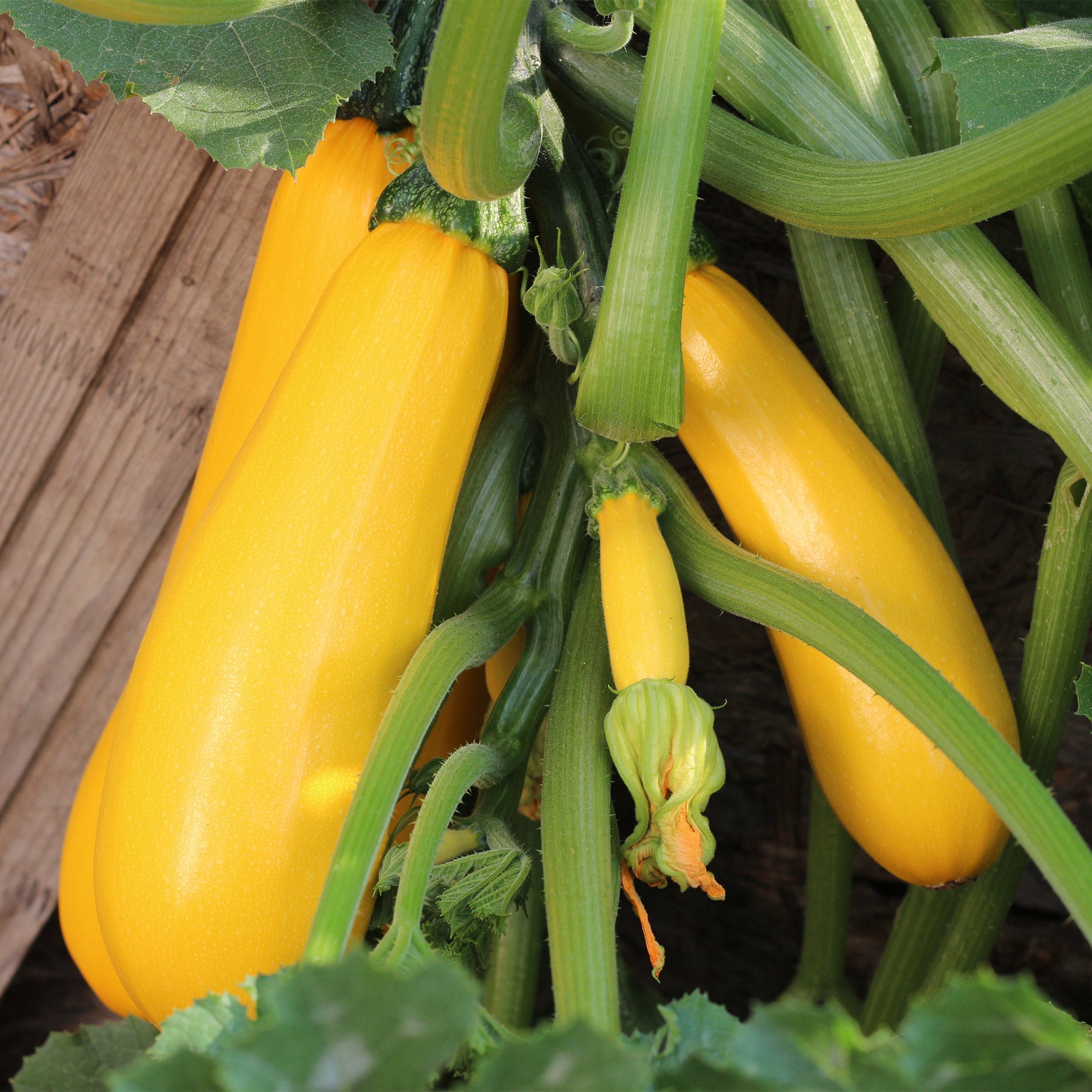 Cucurbita pepo soleil f1 - Courgette Soleil F1 - Courgettes