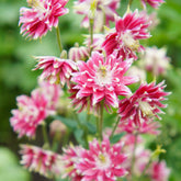 Ancolie des jardins Nora Barlow - Willemse
