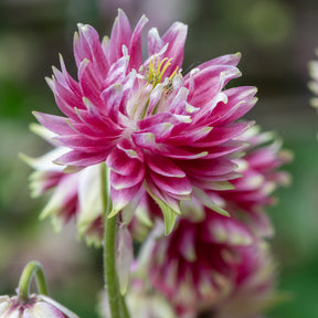 Aquilegia Nora Barlow - Ancolie des jardins Nora Barlow - Ancolie