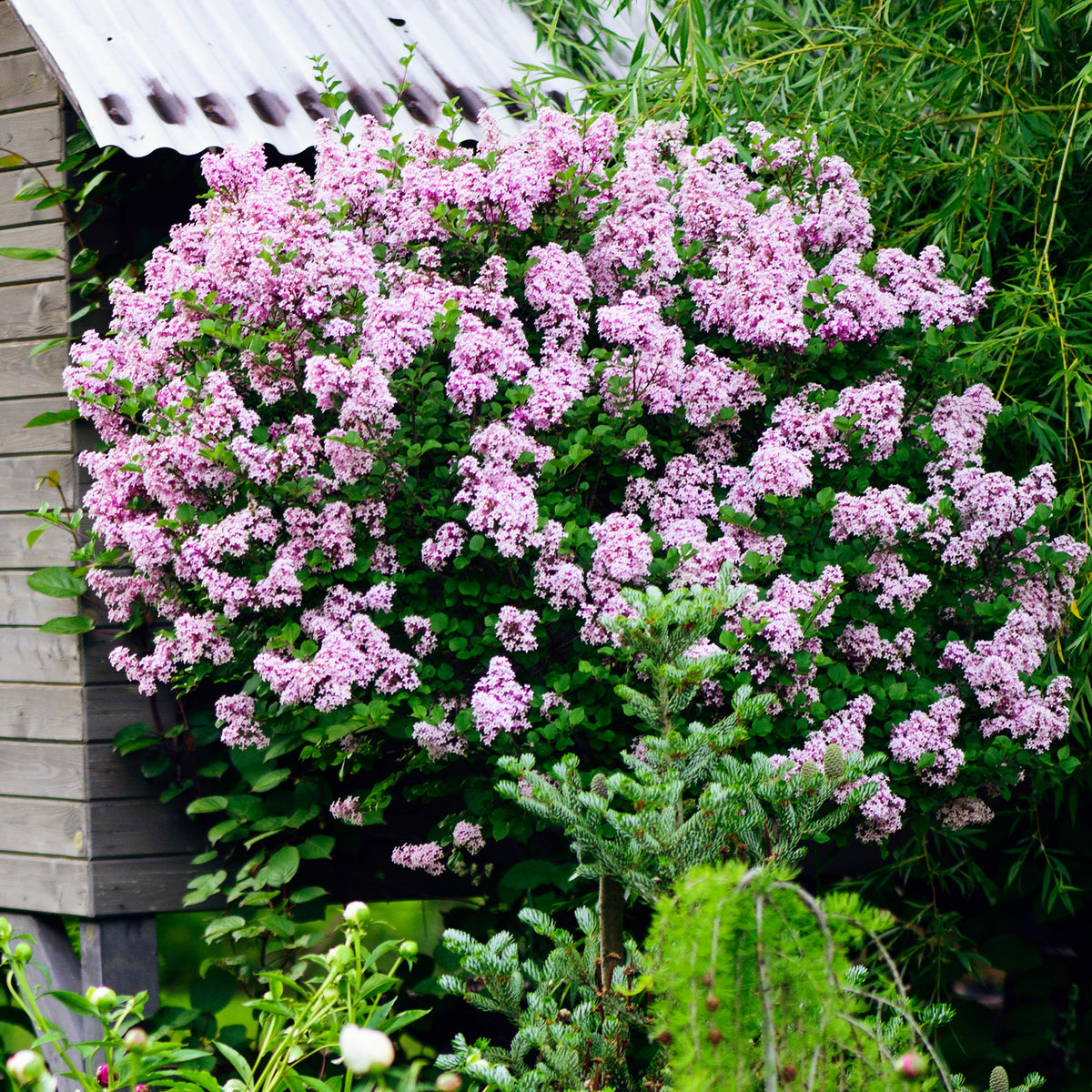 Lilas Palibin sur tige - Willemse