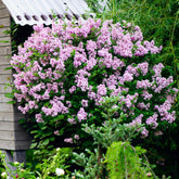 Lilas Palibin sur tige - Willemse