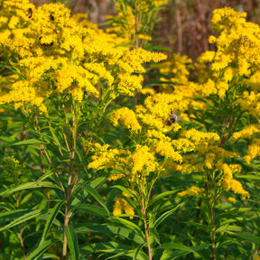 Collection de 11 plantes vivaces à floraison jaune - Solidago luteus, alchemilla mollis, hemerocallis stella de oro - Willemse