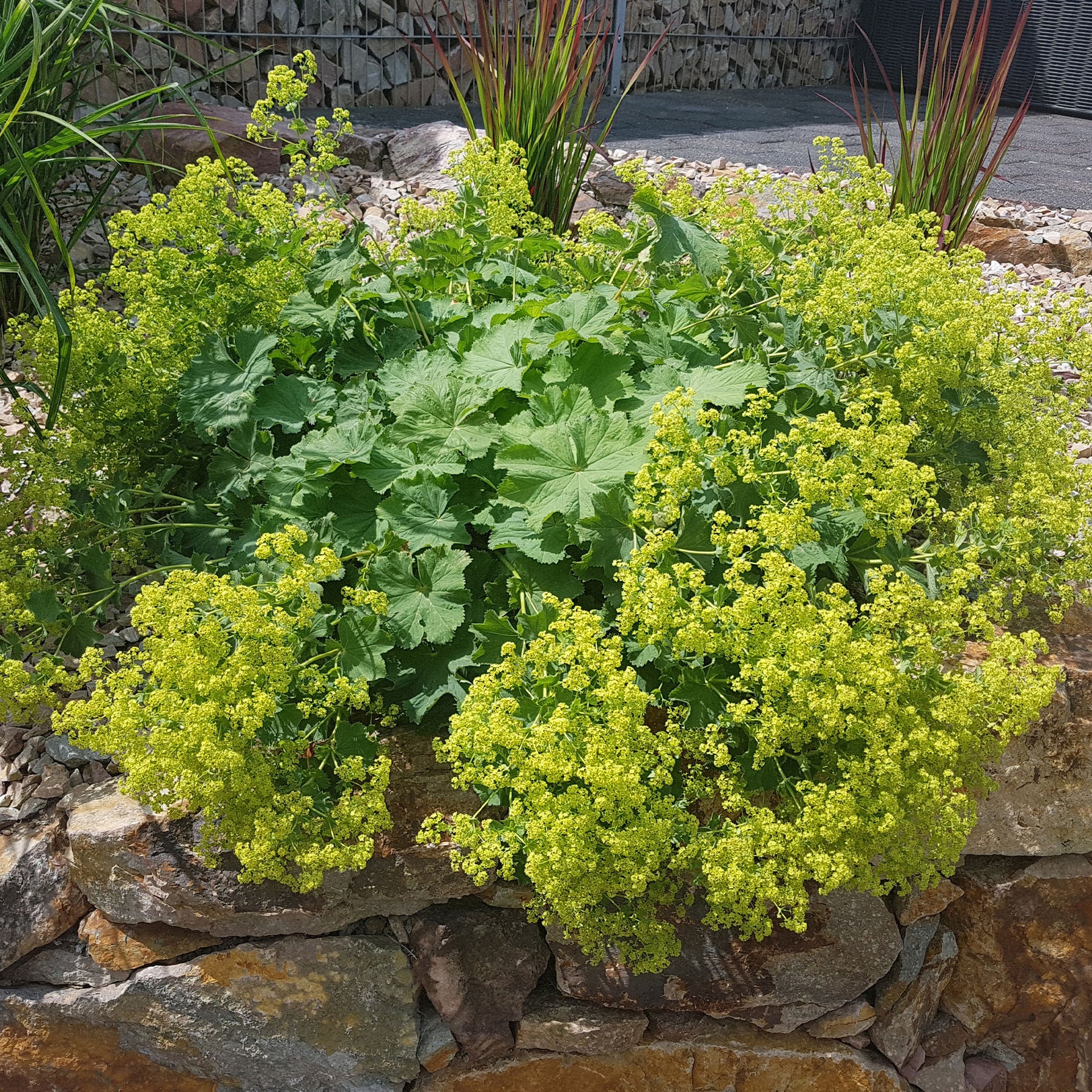 Collections de vivaces - Collection de 11 plantes vivaces à floraison jaune - Solidago luteus, alchemilla mollis, hemerocallis stella de oro