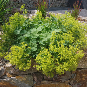 Collections de vivaces - Collection de 11 plantes vivaces à floraison jaune - Solidago luteus, alchemilla mollis, hemerocallis stella de oro