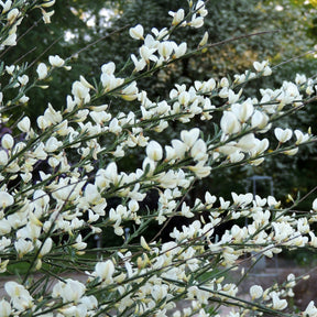 Cytisus praecox allgold, albus, boskoop ruby - Haie de 3 Genêts : blanc, rouge, jaune - Genêts