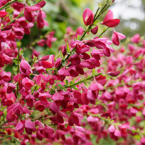 Genêts - Haie de 3 Genêts : blanc, rouge, jaune - Cytisus praecox allgold, albus, boskoop ruby